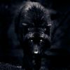 ironwolf1981