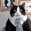 tuxedocatcattle