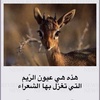 reem__342