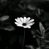 emmaafy_