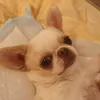 chihuahuatresor