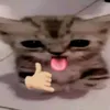dangmydzrc0
