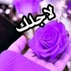 شيخ العرب