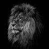 rople_ali