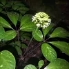 nguyenle5979