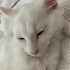 angelangelwhitecat