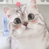 ebedayk9