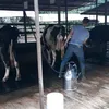 alghifari_265