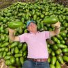 lord_of_the_avocados