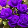 shafayatsakib98