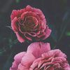 yasmeen_ak1