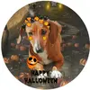 lola_the_dachshund0