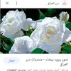 white_rose464