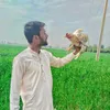 alimalik7001
