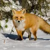 bobanfox