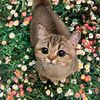 _dalia_nasser