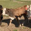 shorewood_ranch