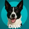 wowitsthediva