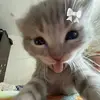 rafahzx016