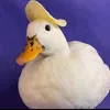 patocrip
