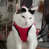 dylhp7q6qdnt