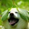 hangbui_nuna