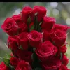 🌸 তুমি আসবে বলে 🌸