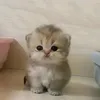 cat.lover.124