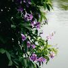 _nafiz_1056
