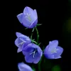 thanh_nga_60
