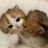 kittybern27