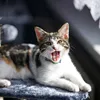 cattie1507