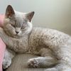 amy.the.cat1