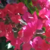 roxanaconstantin84