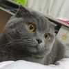 mia_scottishcat_