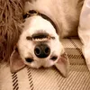 jillywillynilly0