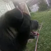 tuz_dog