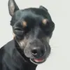 tedpinscher5