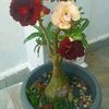 anitaflores852
