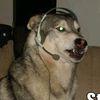 starwolf_og_memes