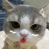 _macthaa4