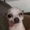 gabgabgabbers