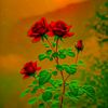 kowsar___islam