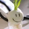 cocoadutch