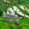 phongsuong0707