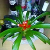 brankicajukic600