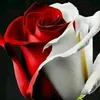 hussen.hussen13