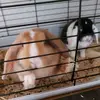 oreo_the_rabbit66
