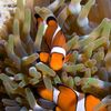 Finding Nemo