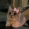 cuutecutie